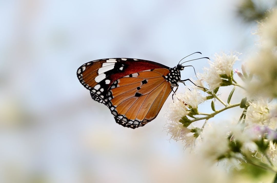 Monarch butterfly resting on white blossoms